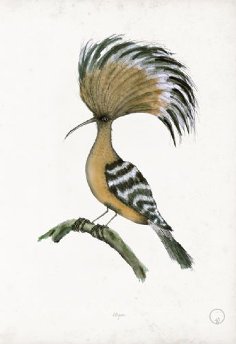 Hoopoe art print by Tony Fernandes